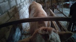 бык на откорме не ест драбленку что делать ?