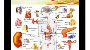 Для чего нужна глюкоза