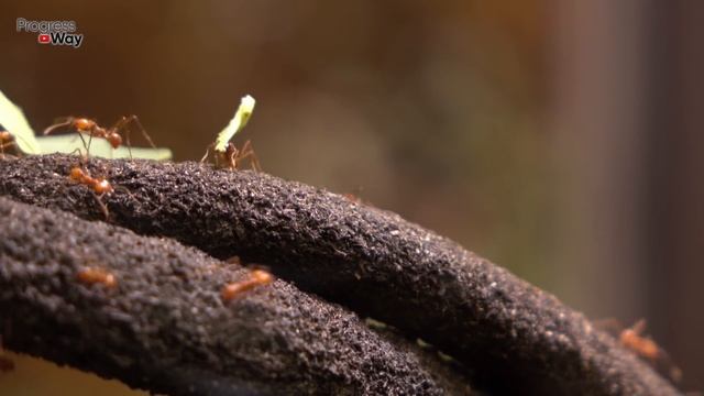 МУРАВЬЯ РАЗЪЕДАЕТ НА ГЛАЗАХ! НАКОНЕЦ-ТО РАБОЧИЙ СПОСОБ смотреть онлайн