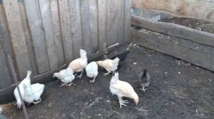 "годуновский бройлер" - ДИЛЕТАНТЫ  в разведении птицы. ОПЯТЬ ЗАГУБИЛИ ПТИЦУ