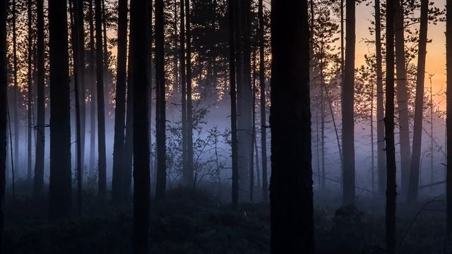 Живой лес для релаксации. смотреть онлайн