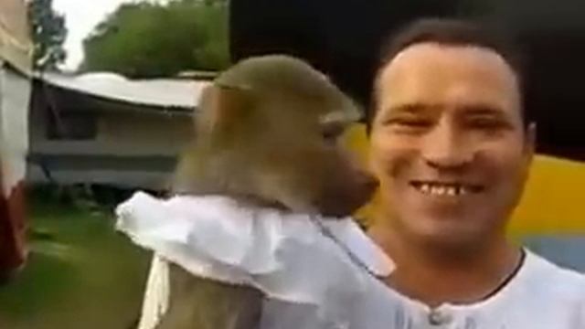 Очень прикольно,как кричит обезьяна видео смотреть онлайн