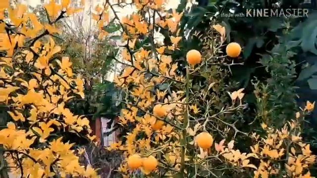 Понцирус трифалиата смотреть онлайн