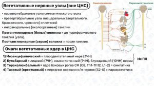 Вегетативная нервная система: отличия от соматической; симпатическая и парасимпатическая система