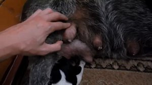 Как у собаки течет молоко - Уход за щенками день за днем