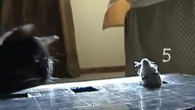 Кот ловит мышь..) смотреть онлайн