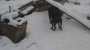 итальянский кане-корсо. ухаживание в период спаривания Italian Cane Corso. mating courtship