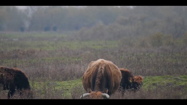 LUMIX G9 // TWO Wildlife Video SETUPS