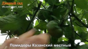 Помидор Казанский местный