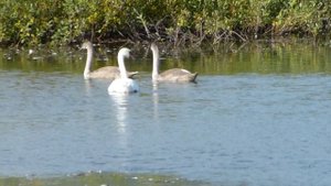 Алабия. Село Вознесенка. История