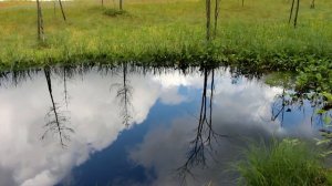 Почему листопадное растение не сбросило листву?