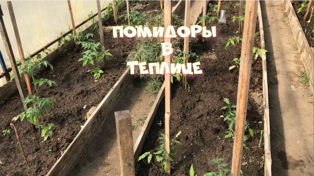 Первая подкормка высаженных в теплицу помидор.