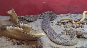 Гремучая змея линяет