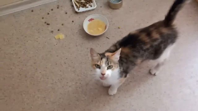 Смешное мяуканье кошки Мурки 😆🤣😃 !!!?? смотреть онлайн