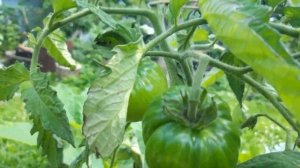 Томаты- гномы в июне. Гном Тех специальный, дегустация.