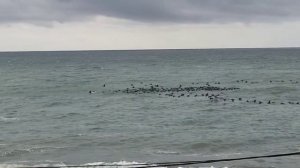 Утки летят на Юг.