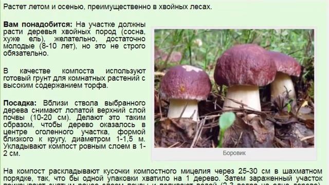 Белый гриб сосновый посадка выращивание на своём участке