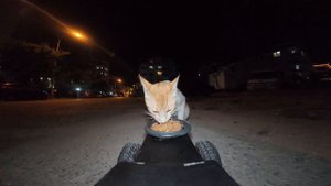 Сюрприз для бездомной кошки!