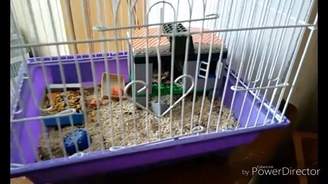 Самое главное про хомяков!