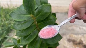 Срочно Осенью! Разбудите ЗАМИОКУЛЬКАС и Он БЕШЕНО Пойдет в РОСТ! 2 СУПЕР Подкормки для Замиокулькас