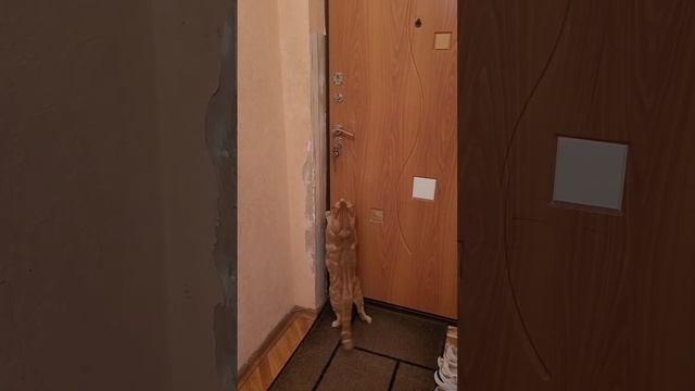 ❗️Бодрое утро, товарищи ??
"Пасть порву, моргала выколю" - сказал бы этот рыжий бандит.