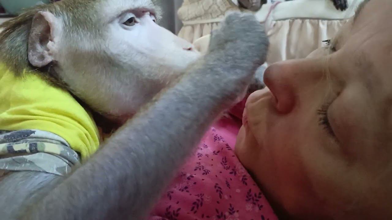 любимка Фёдор, домашняя яванская макака #monkey #обезьяна #животные #макака #pets #прикол #zoo #cute