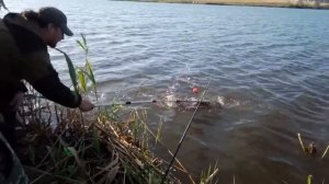 Вываживание толстолобика на Калининском пруду