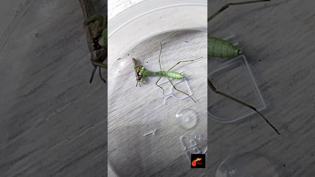 богомол Евгений ест кобылку(летние записи) смотреть онлайн