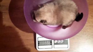 Второй помет | Щенкам шпица 2 недели