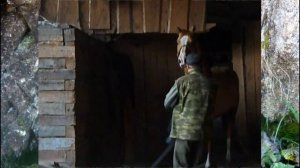 ЛОШАДИ / Случной сезон на конюшне