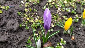 Релакс. Как цветут крокусы в моем саду.