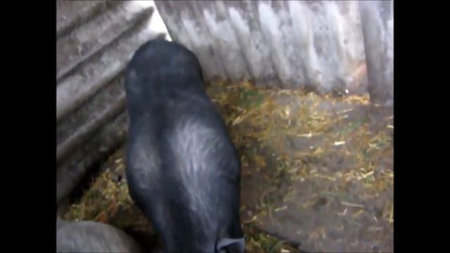 Чем хороши вьетнамские свиньи