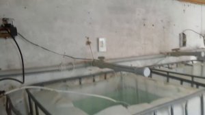 Разведение рыб дома