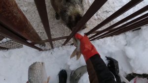Кабан Фунтик гурман