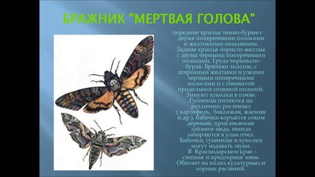Красная книга Кубани Городская библиотека смотреть онлайн