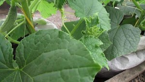 ОГУРЦЫ В МЕШКАХ!!! ОТЛИЧНЫЙ ВАРИАНТ ДЛЯ РАННЕГО УРОЖАЯ!!!