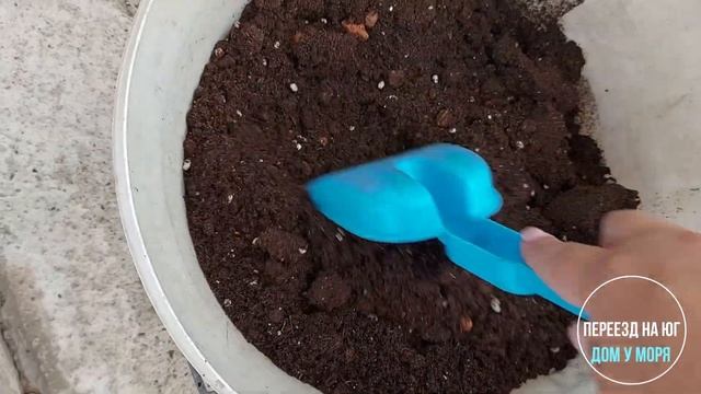 Балконные ящики для террасы. Высаживаю петунии.