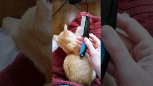 ГРЕБЕШОК ОТ БЛОХ??Советы по уходу за котом