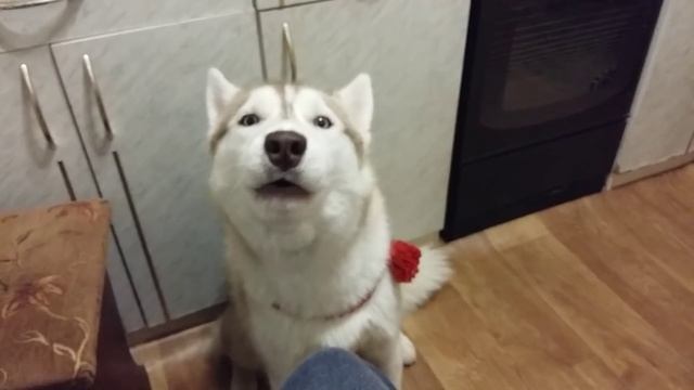 Хаски , Голубые глазки, прикол \ Husky, blue eyes, funny
