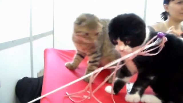 Шотландские Вислоухие Котята, Скоттиш Фолд, Породы кошек