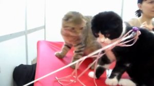 Шотландские Вислоухие Котята, Скоттиш Фолд, Породы кошек