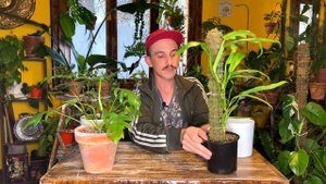 Philodendron elegans o mayoi? CUIDANDO PLANTAS comparando ambas especies