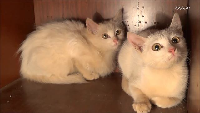 СПАСЕНИЕ от УДУШЕНИЯ котёнка