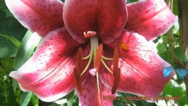 Лилия восточная Барракуда (lilium) ? лилия Барракуда обзор: как сажать луковицы лилии Барракуда
