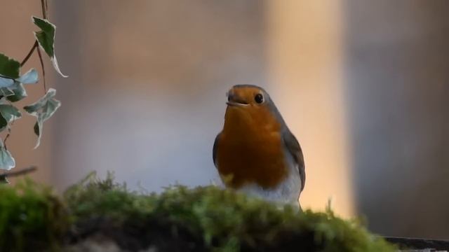 Relaxing Sleep Music • Deep Sleeping Music, Relaxing Music, Stress Relief, Meditation Music смотреть онлайн