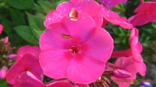 Флокс метельчатый Эрли Церайз (phlox paniculata) ? обзор: как сажать, саженцы флокса Эрли Церайз