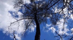 Валка больших деревьев в городе Подборка моментов Felling large trees with a chainsaw collection