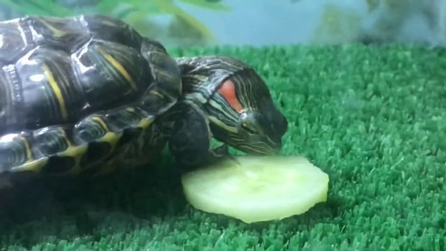 Чем кормить красноухую черепаху