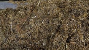 Раздача корма КРС с помощью кормораздатчика Колнаг