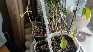 БУГЕНВИЛЛИЯ домашняя Обзор подростков и взрослых растений перед зимой #бугенвиллия